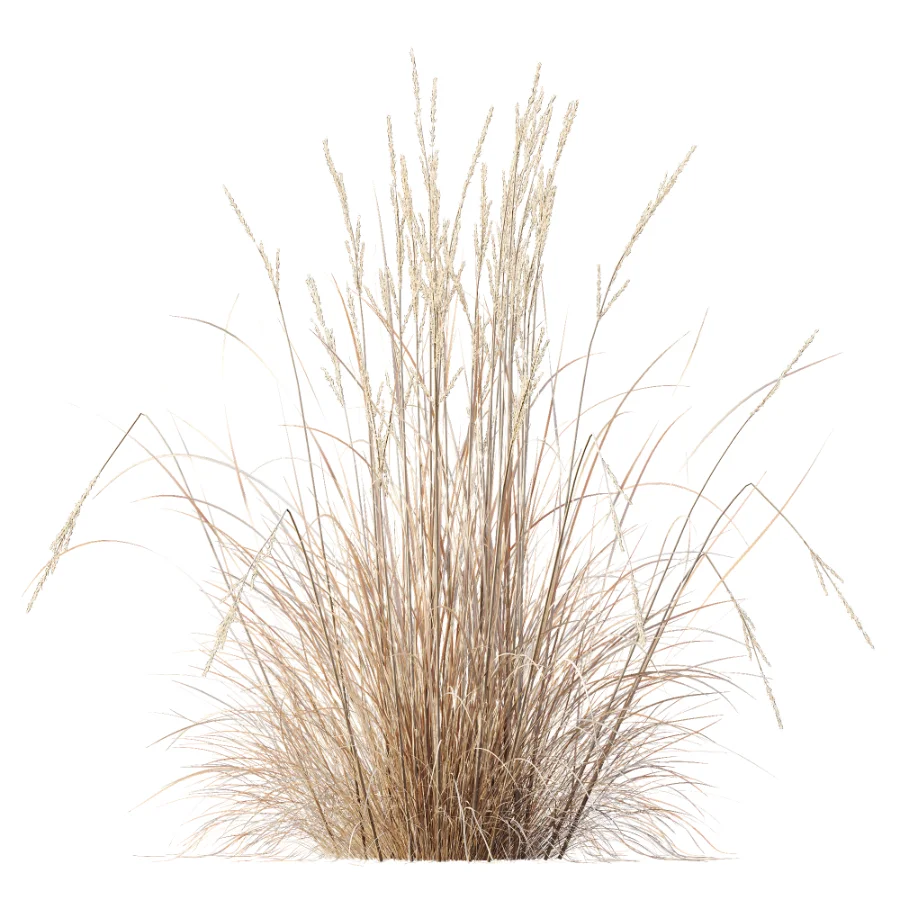 AV Plant Purple Moor Grass Molinia Caerulea Fall Image 6