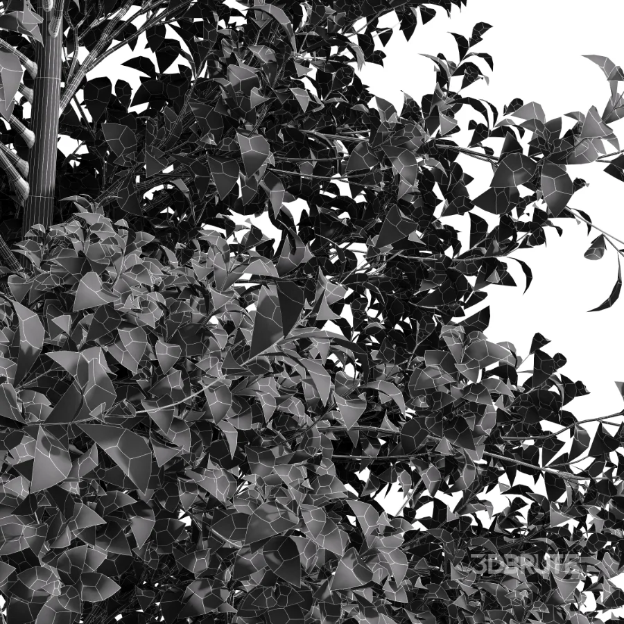 AV Acer Buergerianum Fall and Acer X freemanii Image 6