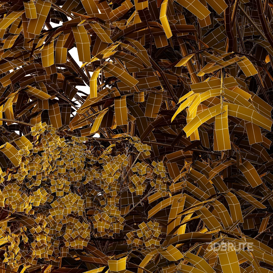 Sambucus nigra Tree 05 Image 2