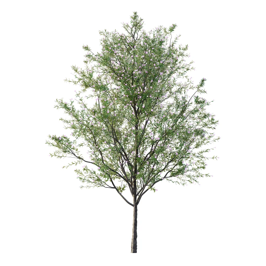 nerium oleander pink tree 02 Image 1