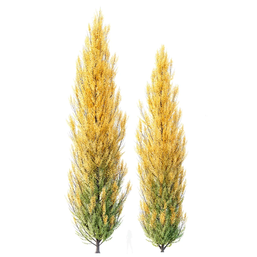 AV Acer X freemanii Freeman Maple Sapindaceae set 06 Image 3