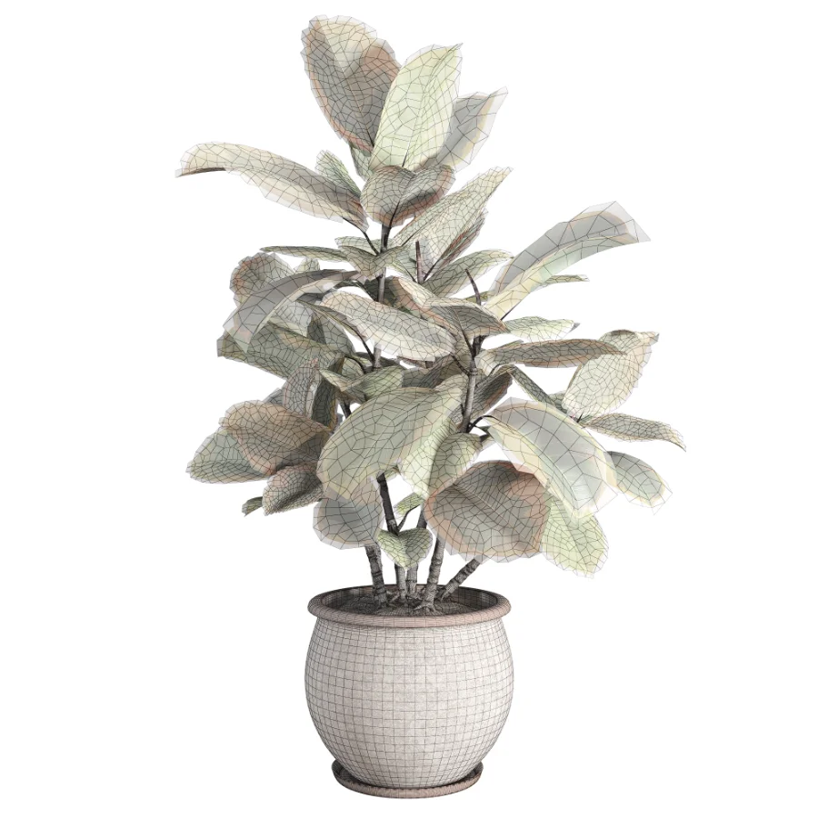 Ficus_Elastica_Variegata_Rustic_Ceramic_Planter Image 3