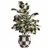 Ficus_Elastica_Variegata_Rustic_Ceramic_Planter - Thumbnail 2