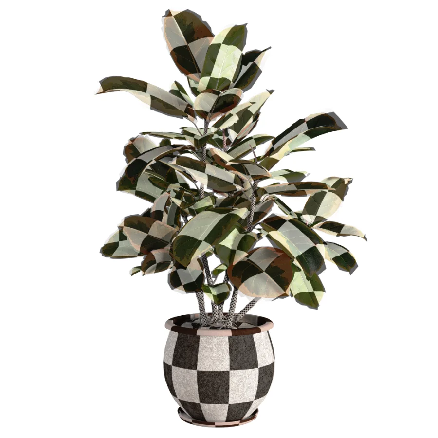 Ficus_Elastica_Variegata_Rustic_Ceramic_Planter Image 2