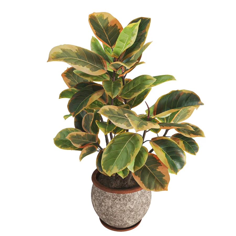 Ficus_Elastica_Variegata_Rustic_Ceramic_Planter Image 1