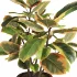 Ficus_Elastica_Variegata_Rustic_Ceramic_Planter - Thumbnail 4