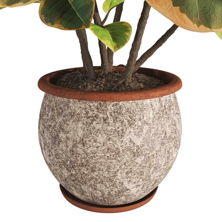 Ficus_Elastica_Variegata_Rustic_Ceramic_Planter Image 5