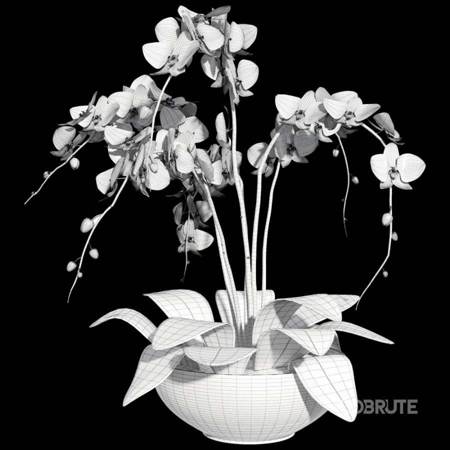 Orchid Puple Image 6