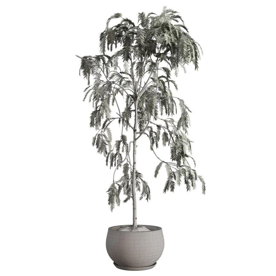 Drooping Willow Acacia Salicina Stone Planter Image 3