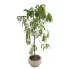 Drooping Willow Acacia Salicina Stone Planter - Thumbnail 4