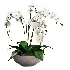 Orchid Puple - Thumbnail 2