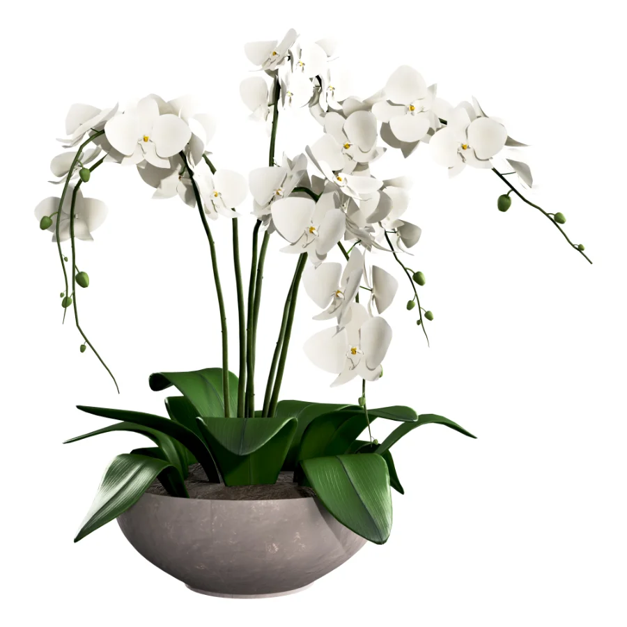 Orchid Puple Image 2