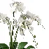 Orchid Puple - Thumbnail 5