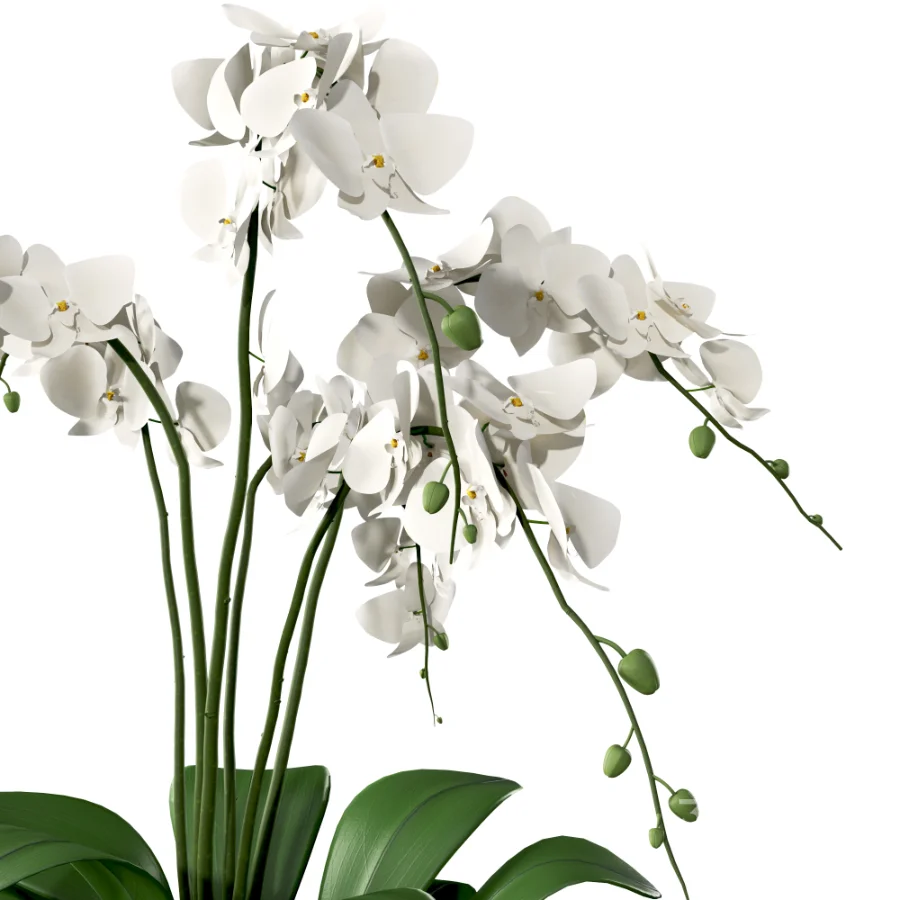 Orchid Puple Image 5