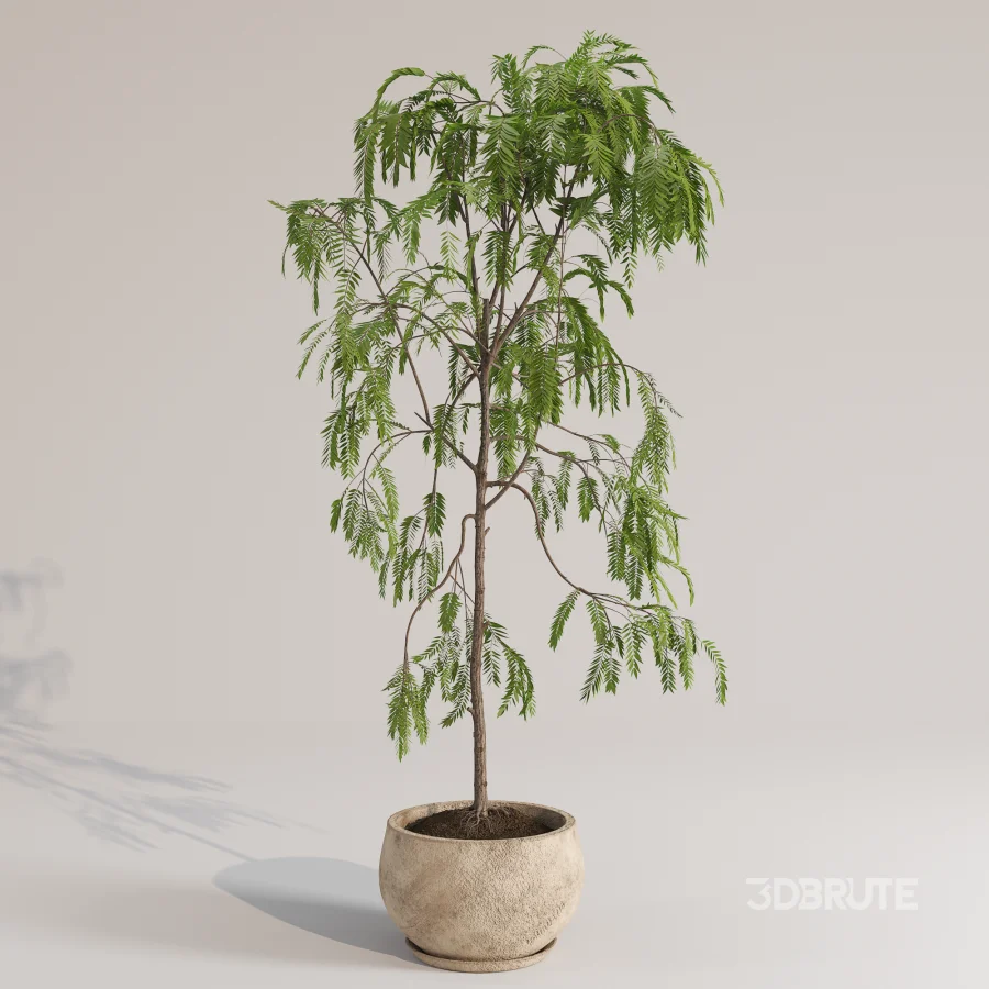 Drooping Willow Acacia Salicina Stone Planter Image 1