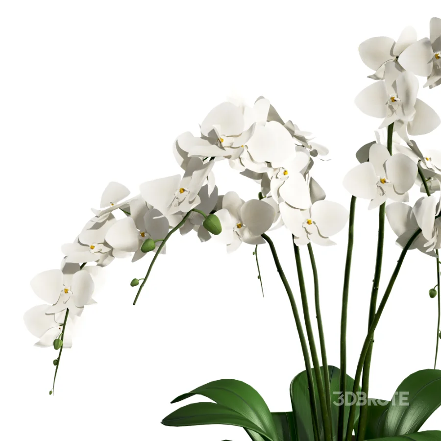 Orchid Puple Image 4