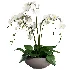 Orchid Puple - Thumbnail 1