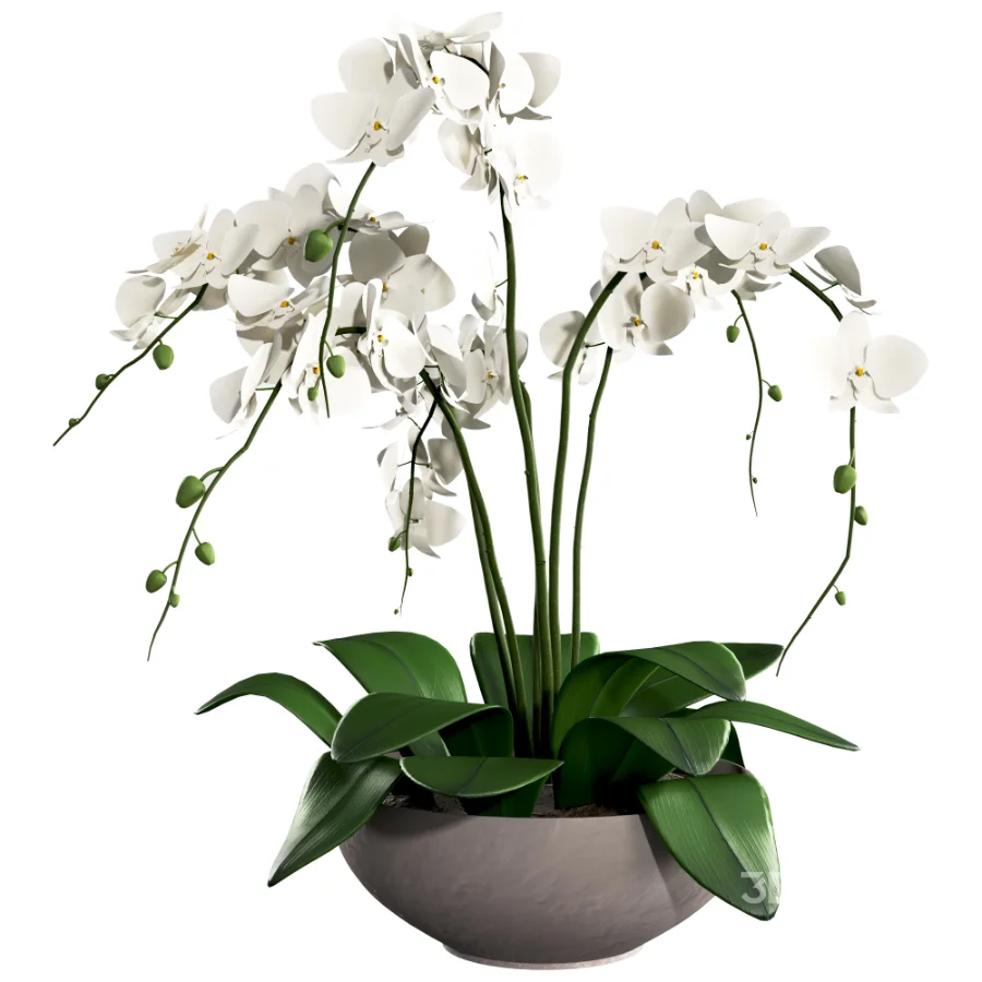 Orchid Puple Image 1
