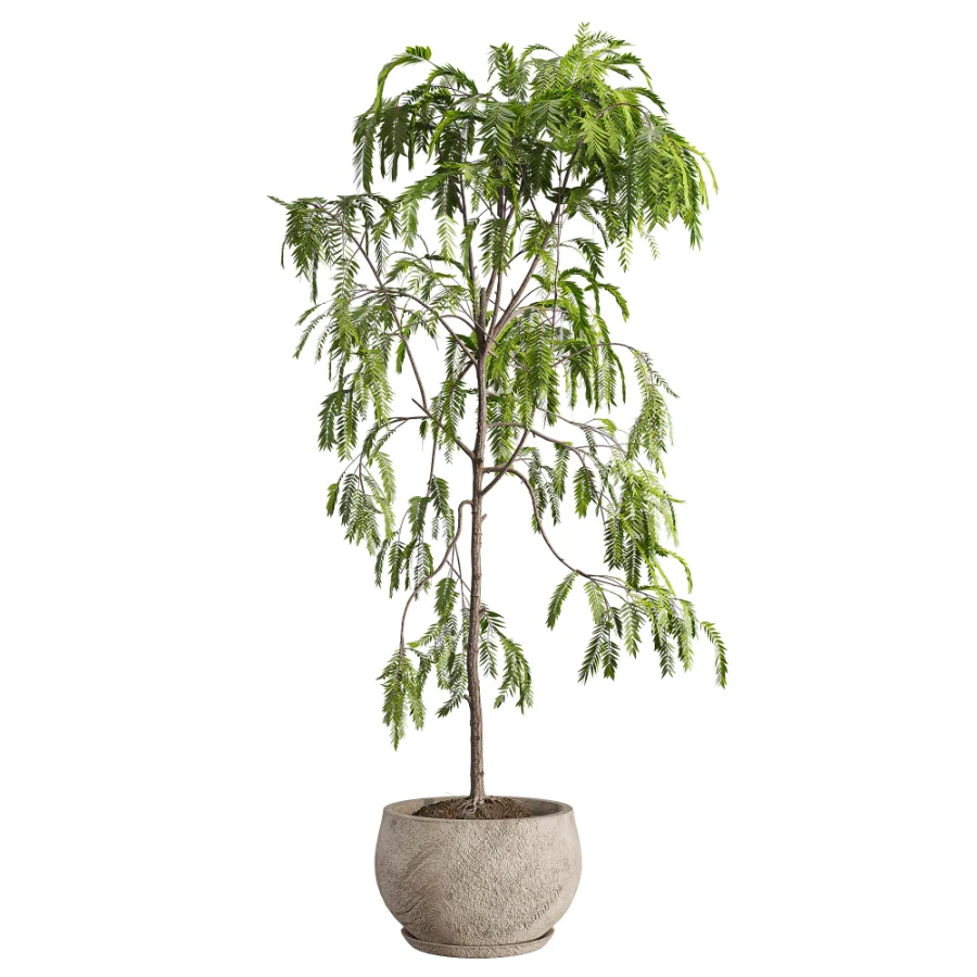 Drooping Willow Acacia Salicina Stone Planter Image 2