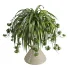 Spider Plant Chlorophytum Marble Hourglass Planter - Thumbnail 5
