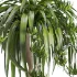 Spider Plant Chlorophytum Marble Hourglass Planter - Thumbnail 4