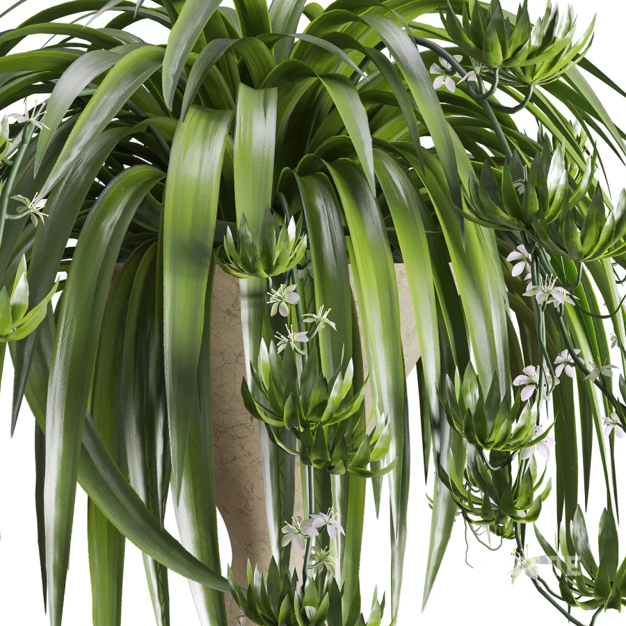 Spider Plant Chlorophytum Marble Hourglass Planter Image 4