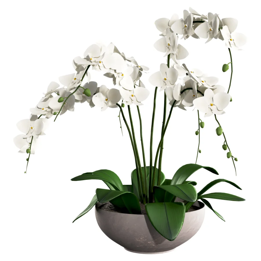 Orchid Puple Image 3