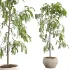 Drooping Willow Acacia Salicina Stone Planter - Thumbnail 5