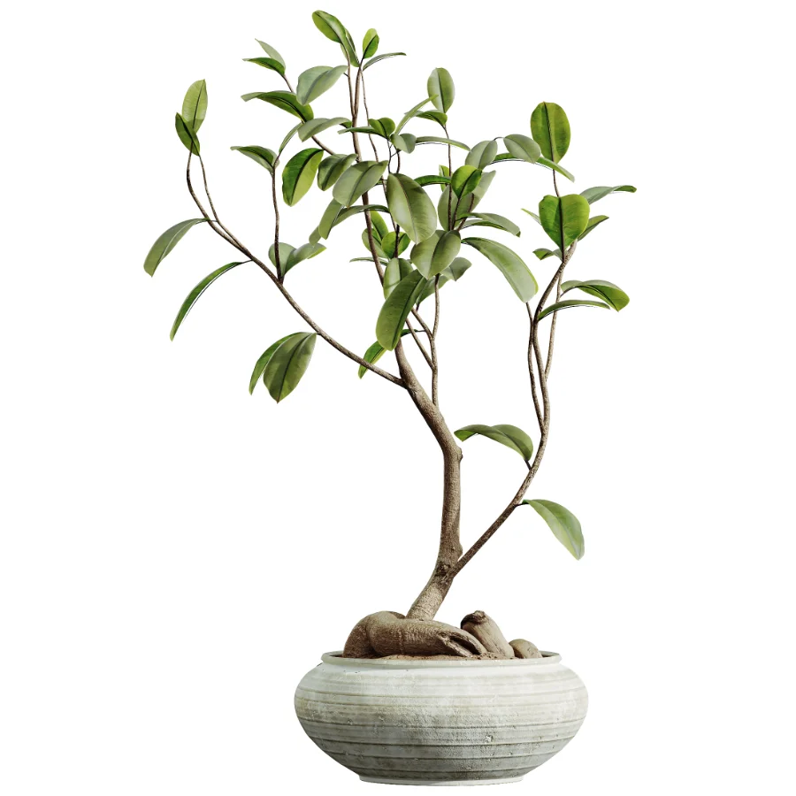 AV Indoor Plants Set 441 Areca Palm and Ficus Dracaena Marginata and Euphorbia Drupifera and Ravenala Banana Image 3