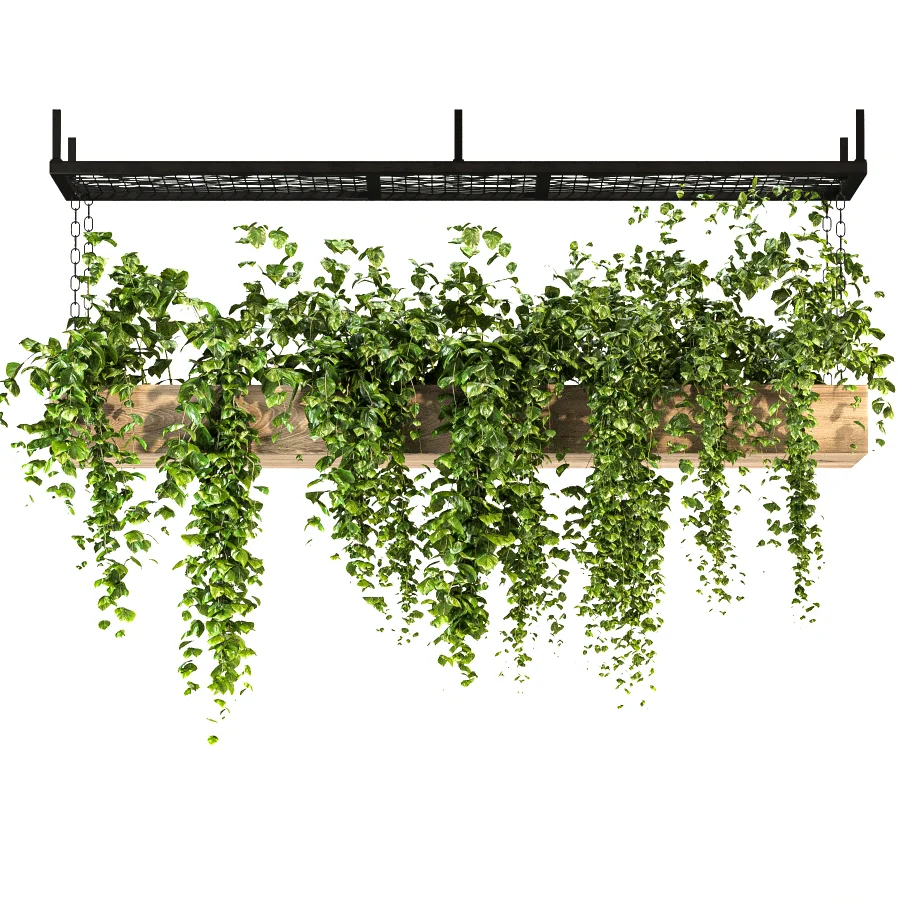 Hanging Plant 02 Image 2