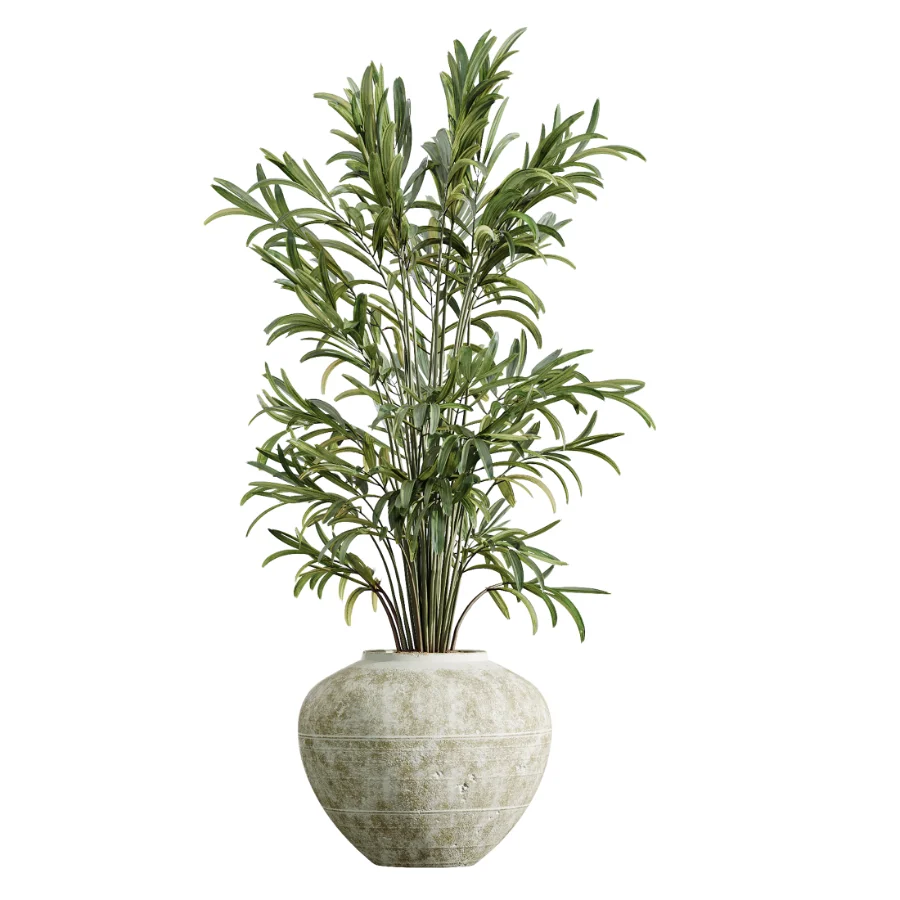 AV Indoor Plants Set 441 Areca Palm and Ficus Dracaena Marginata and Euphorbia Drupifera and Ravenala Banana Image 9