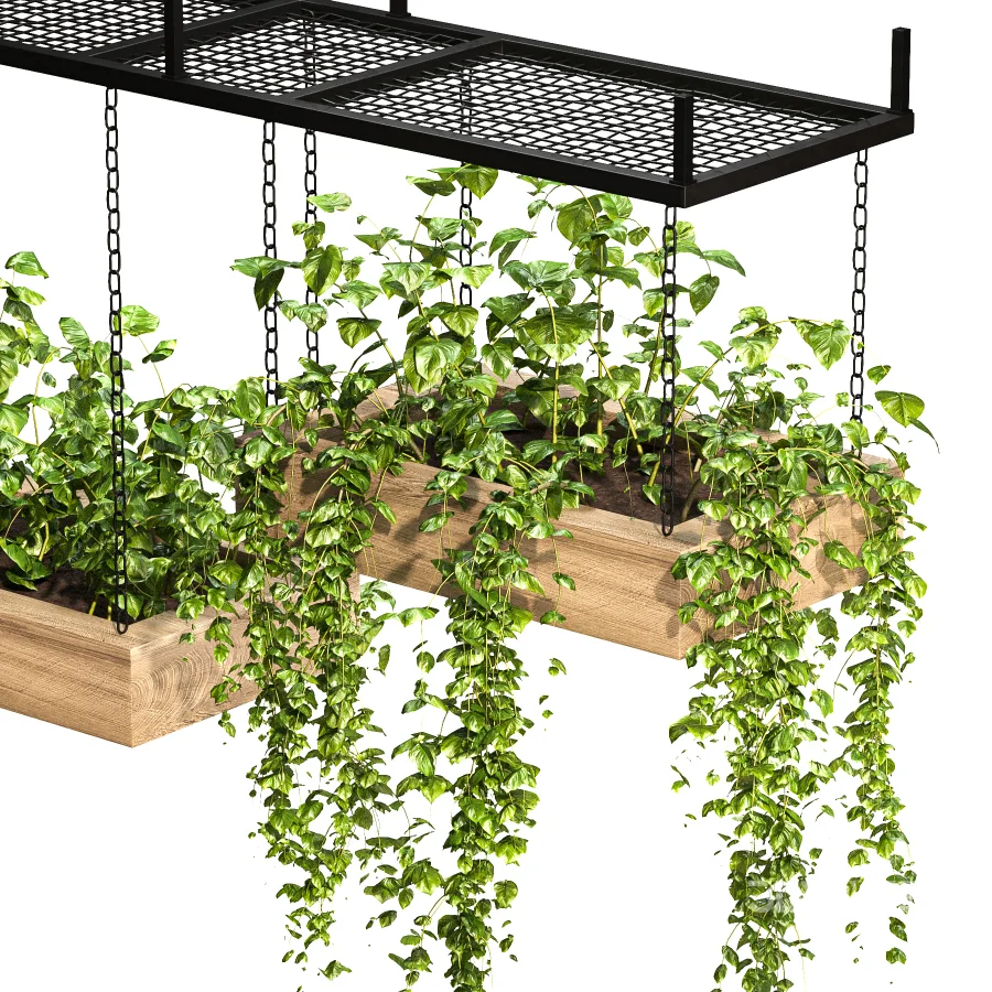 Hanging Plant 03 Image 6