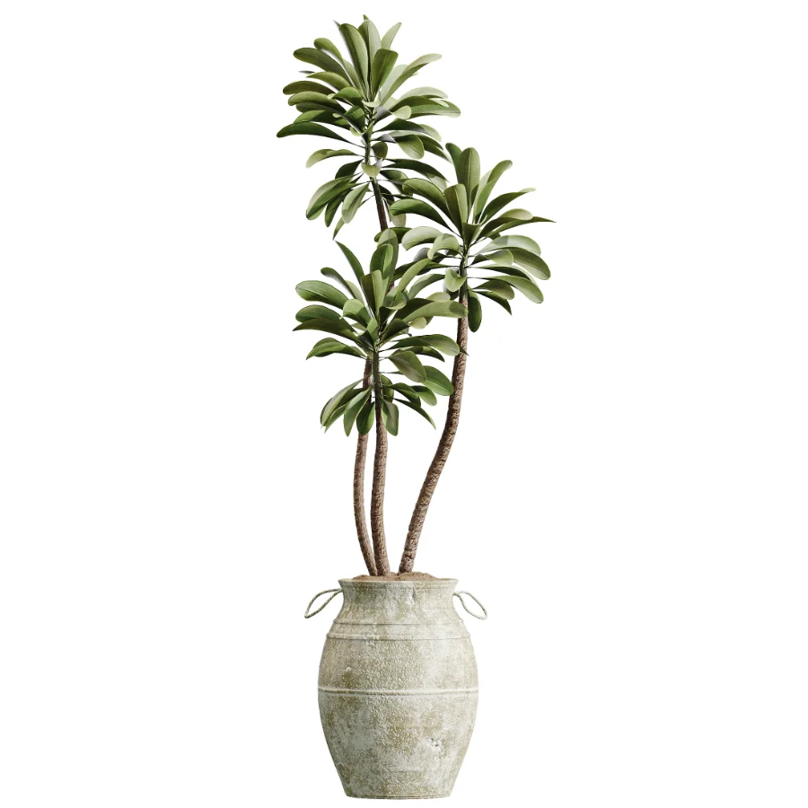AV Indoor Plants Set 441 Areca Palm and Ficus Dracaena Marginata and Euphorbia Drupifera and Ravenala Banana Image 1