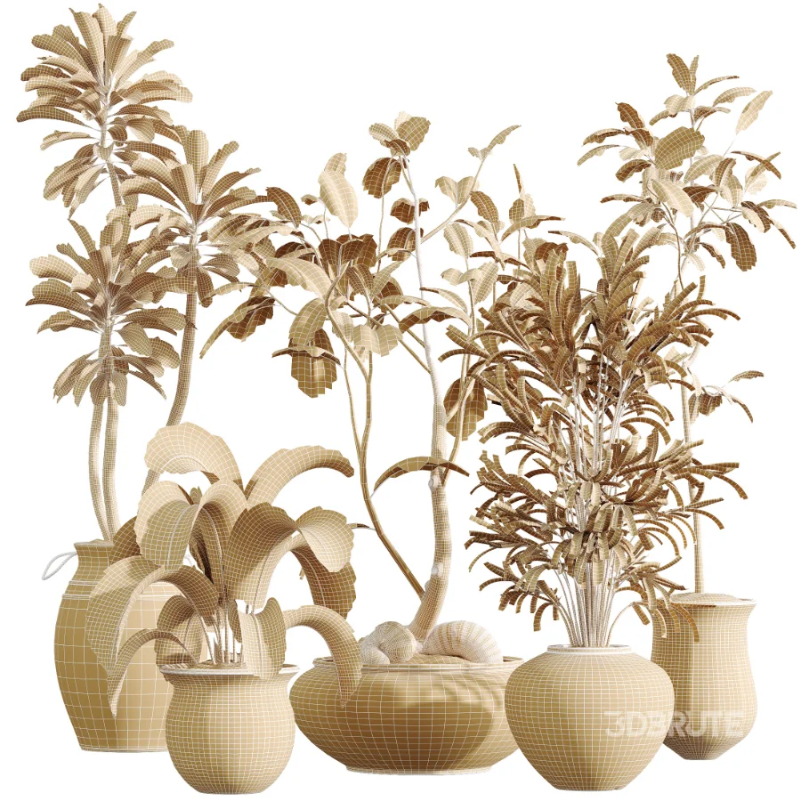 AV Indoor Plants Set 441 Areca Palm and Ficus Dracaena Marginata and Euphorbia Drupifera and Ravenala Banana Image 10