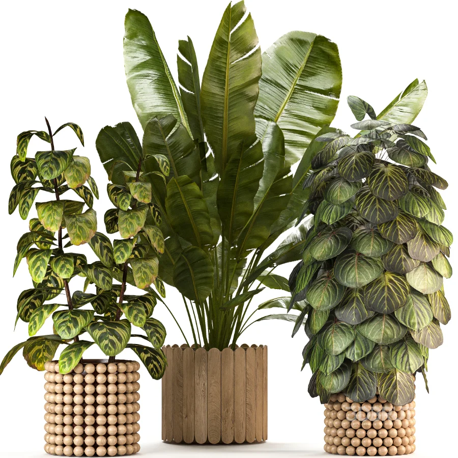 Boho Pot Plants 03 Image 5