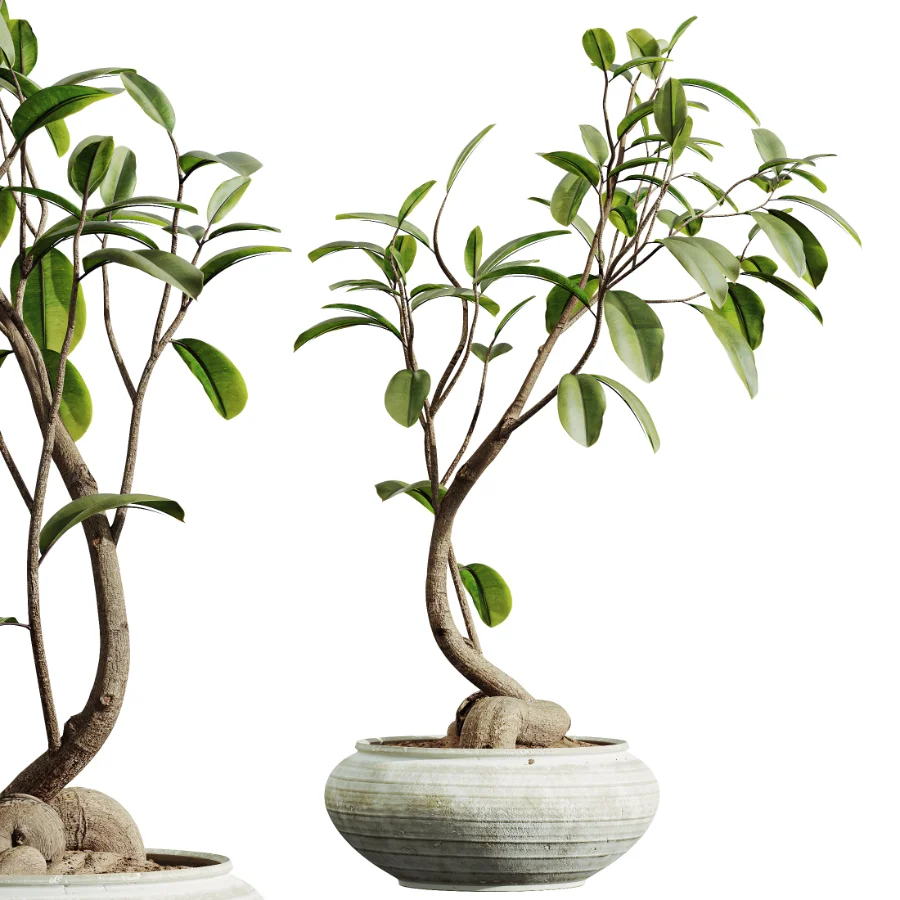 AV Indoor Plants Set 441 Areca Palm and Ficus Dracaena Marginata and Euphorbia Drupifera and Ravenala Banana Image 7