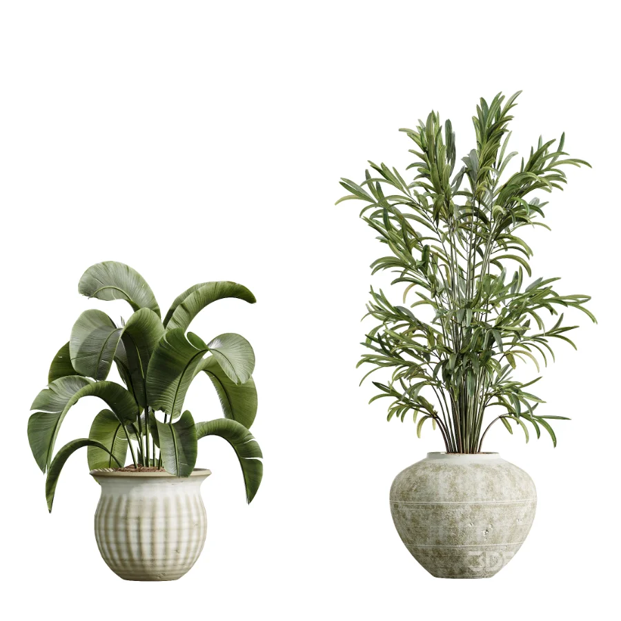 AV Indoor Plants Set 441 Areca Palm and Ficus Dracaena Marginata and Euphorbia Drupifera and Ravenala Banana Image 4