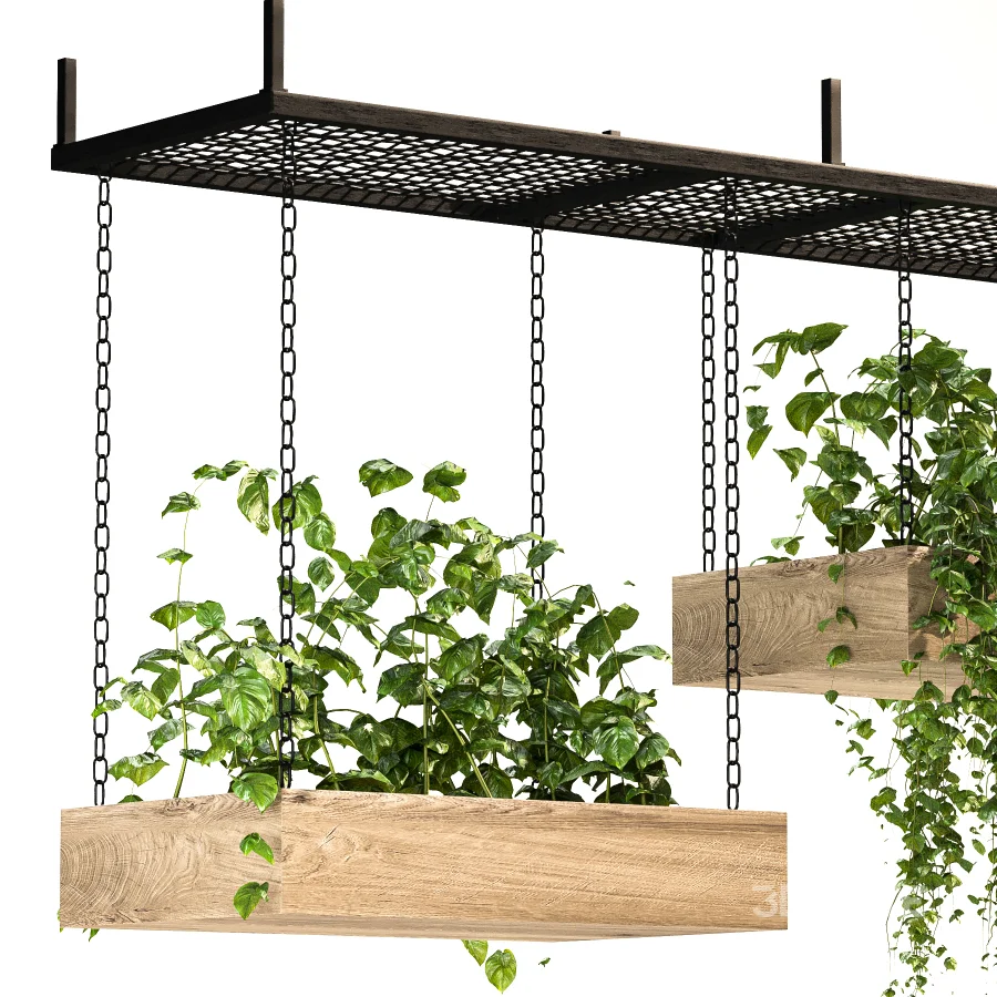 Hanging Plant 03 Image 5