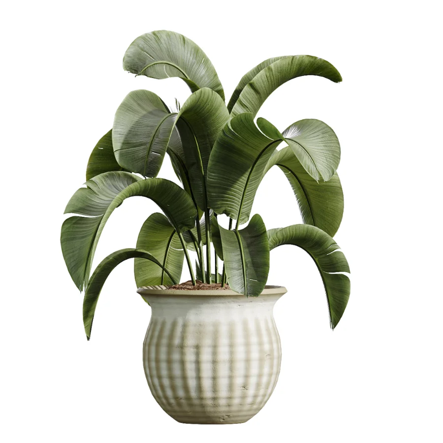AV Indoor Plants Set 441 Areca Palm and Ficus Dracaena Marginata and Euphorbia Drupifera and Ravenala Banana Image 5