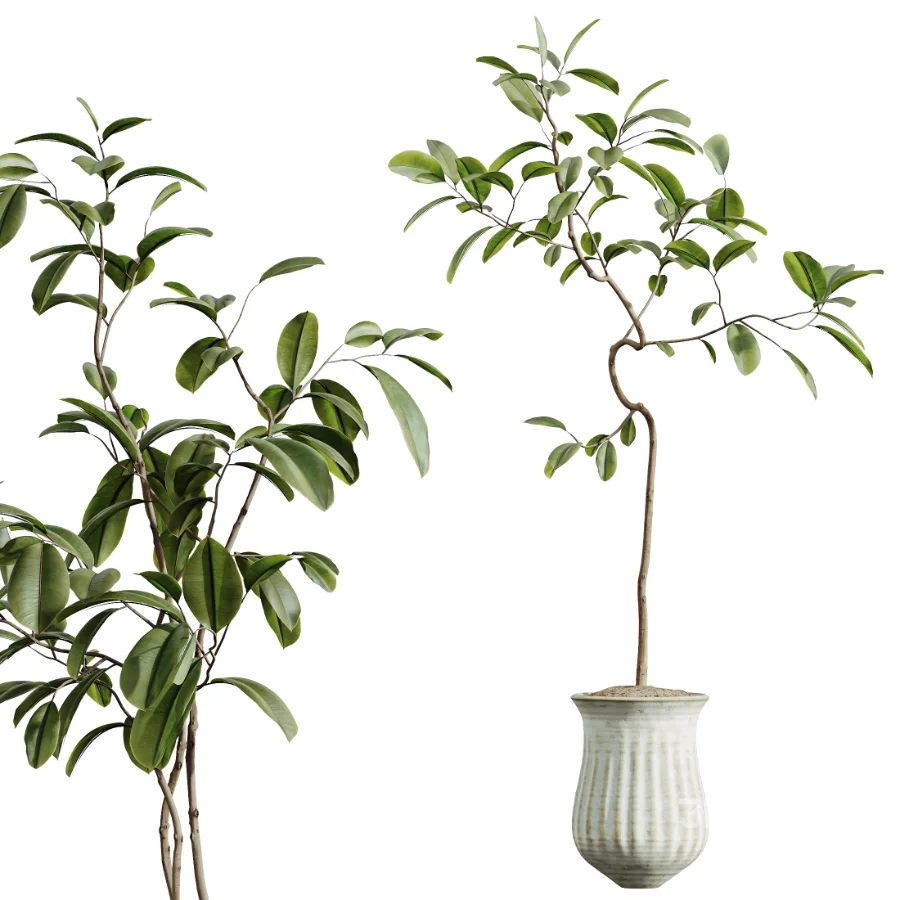 AV Indoor Plants Set 441 Areca Palm and Ficus Dracaena Marginata and Euphorbia Drupifera and Ravenala Banana Image 2