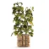 Boho Pot Plants 03 - Thumbnail 3