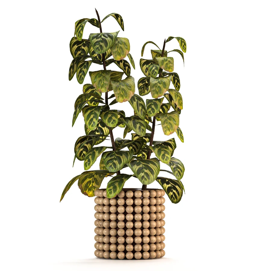 Boho Pot Plants 03 Image 3