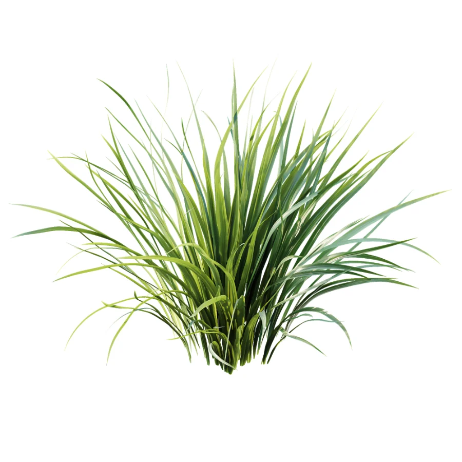 ntal grasses. These elegant groundcover species are valued for their refined texture, compact growth habit, and exceptional versatility in contemporary landscape architecture, Japanese gardens, urban parks, courtyards, and high-end residential projects. Image 2