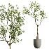 AV Indoor Plants Set 449 Ficus Dracaena Marginata and Ravenala Banana and Spineless Yucca - Thumbnail 8