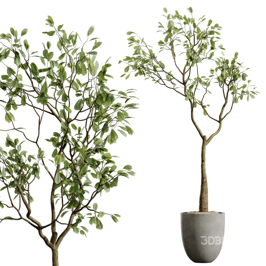 AV Indoor Plants Set 449 Ficus Dracaena Marginata and Ravenala Banana and Spineless Yucca Image 8