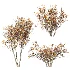 AV Winter Plant Snow Myrtle flower Winter and Snow Quihoui Privet - Thumbnail 7