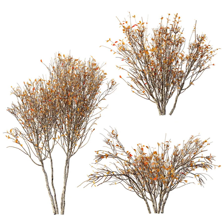 AV Winter Plant Snow Myrtle flower Winter and Snow Quihoui Privet Image 7