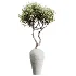 AV Indoor Plants Set 450 Chemlali Olive Tree and Sansevieria Trifasciata and Spathiphyllum Peace Lily and Ficus Dracaena Marginata - Thumbnail 1