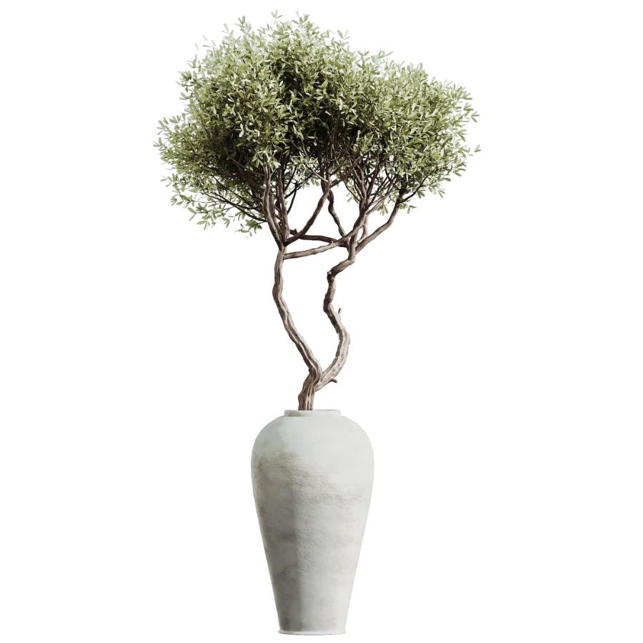 AV Indoor Plants Set 450 Chemlali Olive Tree and Sansevieria Trifasciata and Spathiphyllum Peace Lily and Ficus Dracaena Marginata Image 1