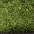 AV Celtica Gigantea Stipa Golden Oats and Carex Elata Aurea Grass - Thumbnail 8